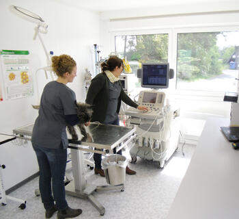 Behandlingsrum på en dyreklinik