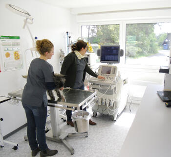 Behandlingsrum på en veterinärmottagning